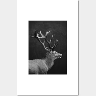 deer Posters and Art